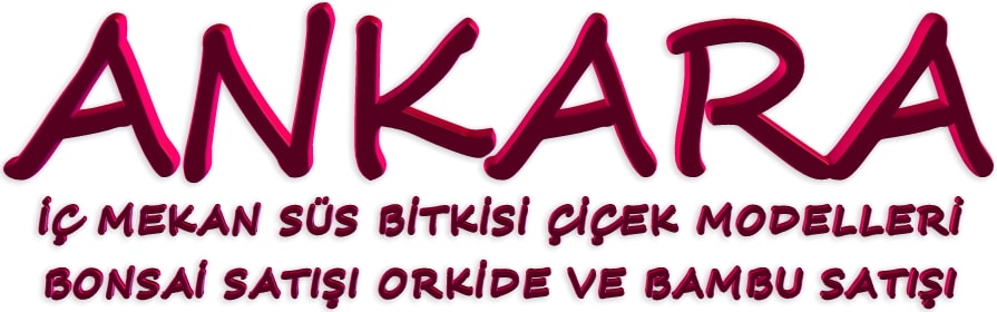 Ankara keçiören bonsai bambu orkide satışları