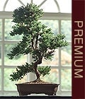 Ankara Ke�i�ren �i�ek�i d�kan� en �ok sat�lan �r�n�m�z Bonsai k���k japon a�ac� i� mekan s�s bitkisi