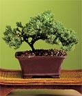 �zel ve etkilemek isteyenler i�in bonsai bitkisi minyat�r a�a�