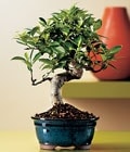 Ankara Ke�i�ren �i�ek sipari�i sitemizin g�rsel �r�n� Bonsai saks� �i�e�i i� mekan bitkileri s�s bitkisi