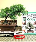 Ankara Ke�i�ren Etimesgut �i�ek�i firma �r�n�m�z Bonsai k���k japon a�ac� i� mekan s�s bitkisi