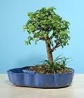 Ankara Ke�i�ren �i�ek g�nder firmam�zdan g�rsel �r�n bonsai japon minyat�r saks� �i�e�i i� mekan bitkileri s�s bitkisi