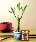 Lucky Bamboo �ans mele�i �i�e�i bambu �i�e�i Ankara Ba�lum �i�ek�i firma �r�n�m�z 