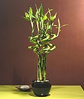 Ankara Ke�i�ren �i�ek g�nder firmas� �ahane �r�n�m�z Lucky Bamboo �ans mele�i �i�e�i bambu �i�e�i
