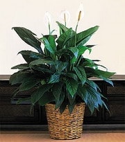 Ankara Ke�i�ren �i�ek g�nderme firmam�zdan size �zel Spathiphyllum saks� �i�e�i i� mekan bitkileri s�s bitkisi