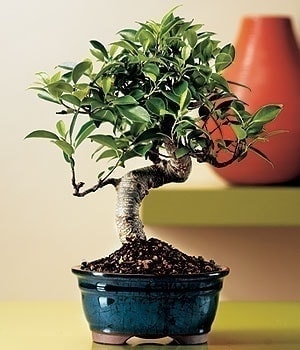 Ostim ve Ankara i�in g�rsel bir tanzim Minyat�r Bonsai saks� �i�e�i