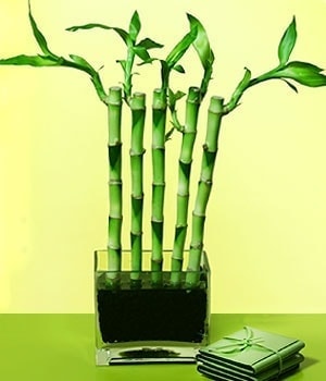 Ankara Ke�i�ren �i�ek�ilik g�rsel �i�ek modeli firmam�zdan Lucky Bamboo �ans mele�i �i�e�i bambu �i�e�i