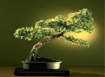 Ankara Ke�i�ren Yenimahalle �i�ek�i firma �r�n�m�z Bonsai k���k japon a�ac� i� mekan s�s bitkisi