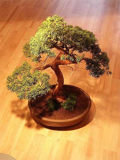 Ankara Ke�i�ren Ba�lum �i�ek�i firma �r�n�m�z Bonsai k���k japon a�ac� i� mekan s�s bitkisi