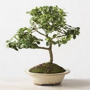 Ankara Ke�i�ren �entepe �i�ek�i firma �r�n�m�z Bonsai k���k japon a�ac� i� mekan s�s bitkisi