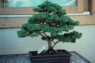 Ankara Ke�i�ren Demetevler �i�ek�i firma �r�n�m�z Bonsai k���k japon a�ac� i� mekan s�s bitkisi