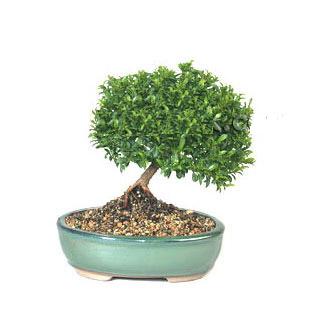Ankara Ke�i�ren �ankaya �i�ek�i firma �r�n�m�z Bonsai k���k japon a�ac� i� mekan s�s bitkisi