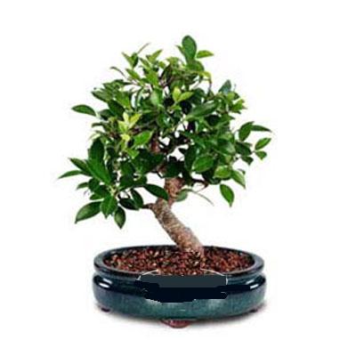 Ankara Ke�i�ren �i�ek firmam�zdan Bonsai saks� �i�e�i i� mekan bitkileri s�s bitkisi
