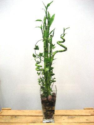 Ankara Ke�i�ren �i�ek yolla d�kkan�m�zdan Lucky Bamboo �ans mele�i �i�e�i bambu �i�e�i