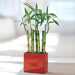 Ankara Ke�i�ren �i�ek�i sat��� sitemizden Lucky Bamboo �ans mele�i �i�e�i bambu �i�e�i