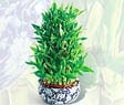 Ankara Ke�i�ren �i�ek sat��� site �r�n�m�z  Lucky Bamboo �ans mele�i �i�e�i bambu �i�e�i
