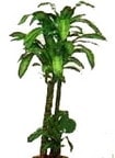 Ankara Ke�i�ren Ba�lum �i�ek�i firma �r�n�m�z Dracaena massengena yuka saks� �i�e�i i� mekan bitkileri s�s bitkisi