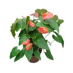 14 �ubat sevgililer g�n� firmam�zdan Anthurium saks� �i�e�i i� mekan bitkileri