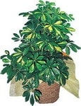 Schefflera gold saks� �i�e�i i� mekan bitkiler Ankara �i�ek�ilik g�rsel �i�ek modeli firmam�zdan 