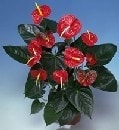 Ankara Ke�i�ren �i�ek g�nderme firmam�zdan size �zel Anthurium saks� �i�e�i i� mekan bitkileri s�s bitkisi